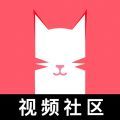 
猫咪app视频 免费下载
