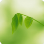 绿茶播放器v1.3.1