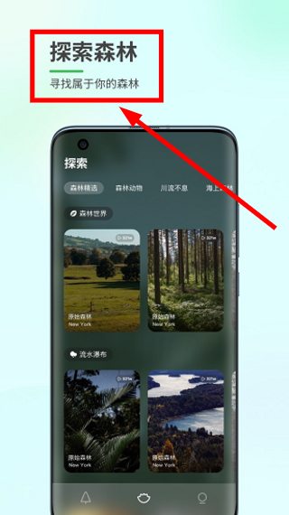 森林白噪音