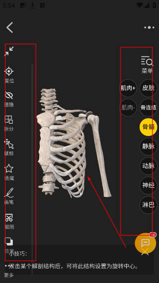 3dbody解剖图